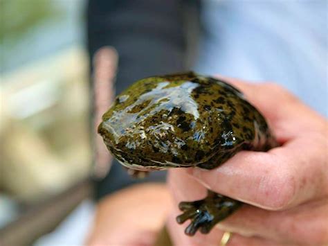 These Photos Prove the Hellbender Salamander Is the World's Greatest ...