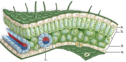 leaf epidermis diagram Diagram | Quizlet