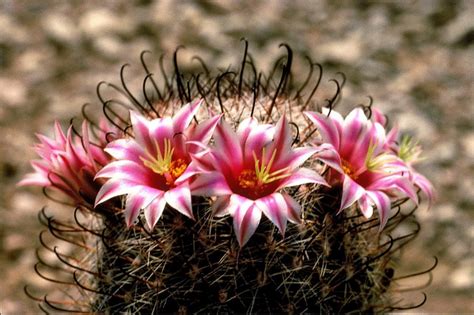 Types Of Cactus Plants With Flowers