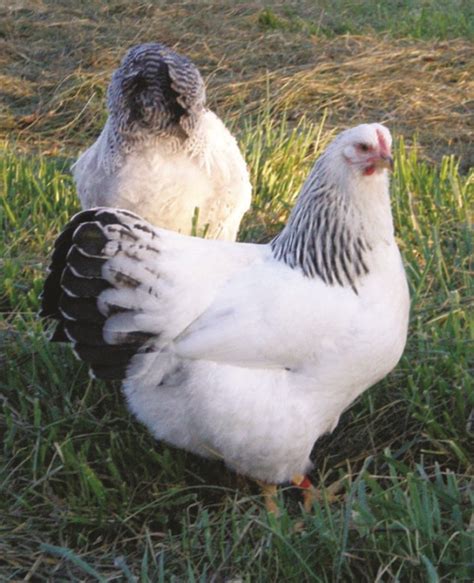 Breed Profile: Delaware Chicken - Backyard Poultry