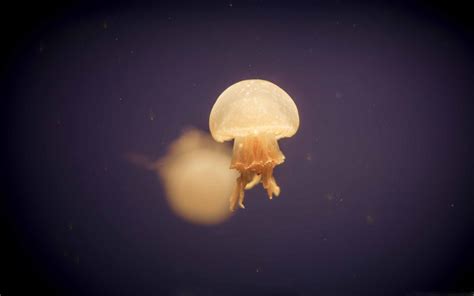 The Jellyfish Mac Wallpaper Download | AllMacWallpaper