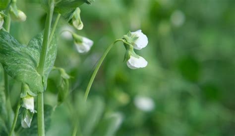 Pea Flower: How to Grow and Uses