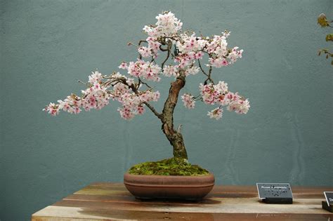 Weeping Cherry Blossom Tree Bonsai