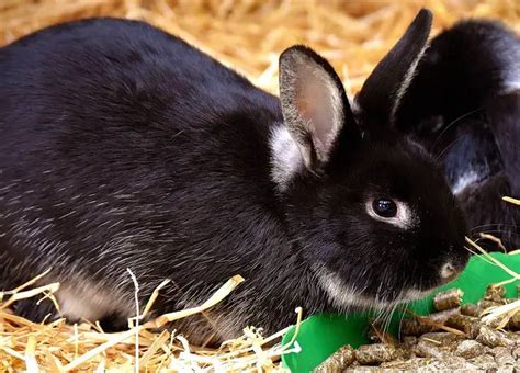 10 Reasons Why You'll Love Having Black Bunnies as Pets | Here Bunny