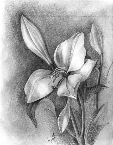 Lily, bud and wilted flower, pencil drawing Drawing by Svitlana ...