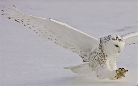 Snowy Owls | Accent on Natural Landscaping