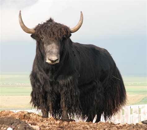 Springridge Ranch Grass-Fed Yak-Cross Beef: Yak Photos