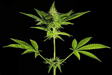 Female Cannabis Sativa Plant Photograph by Antonio Romero/science Photo Library - Pixels