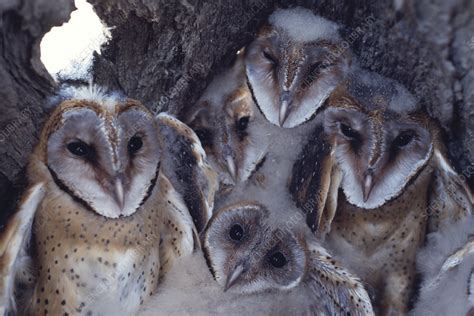 Barn owl chicks - Stock Image - Z836/0084 - Science Photo Library