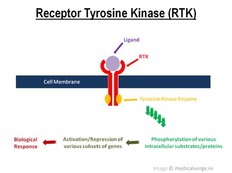 Tyrosine Kinase Inhibitors: mechanism, types and uses - MedicalVerge