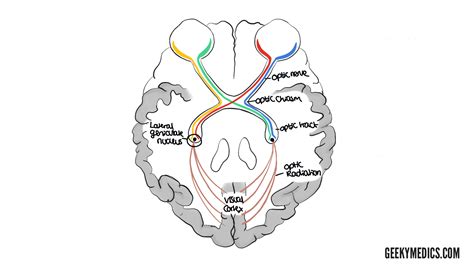 Visual Pathway and Visual Field Defects | Geeky Medics