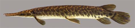 Florida Gar – Discover Fishes