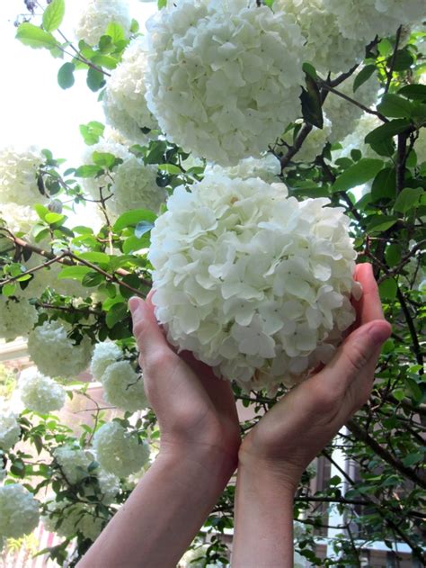 Viburnum macrocephalum | Chinese Snowball Viburnum | Kings Garden Center