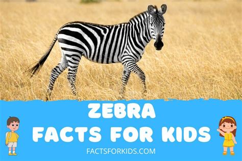 20 Zebra Facts For Kids That Will Baffle You – Facts For Kids