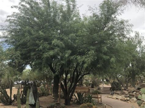 Mesquite – Chilean | Elgin Nursery & Tree Farm: Phoenix, AZ