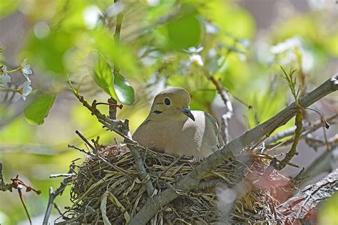 15 Breathtaking Photos of Mourning Doves - Birds and Blooms