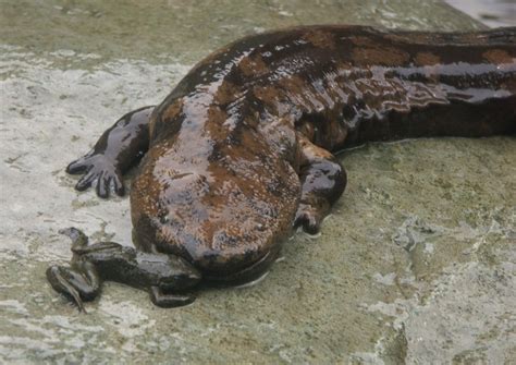 Chinese giant salamander | Giant salamander, Chinese giant salamander, Salamander