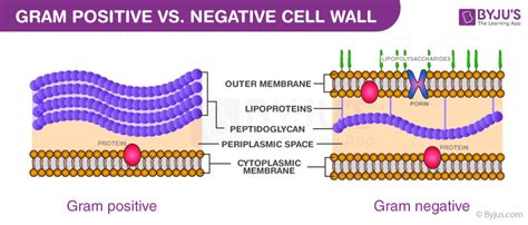 Composition of Bacterial Cell Wall