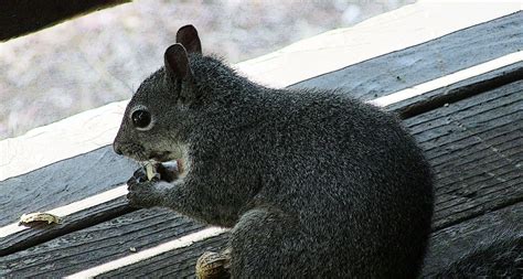 Squirrel Eating A Peanut Free Stock Photo - Public Domain Pictures