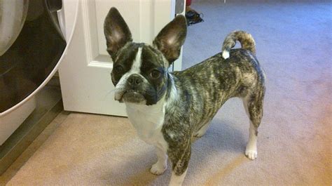 Frenchie Pug/Frug ( French Bulldog Pug Mix) Info, Puppies, Temperament, Video