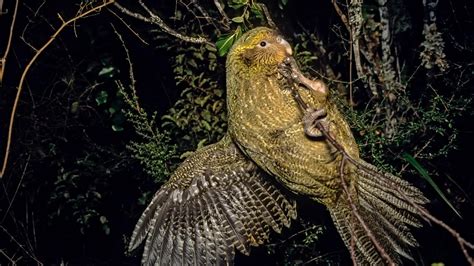 Island Conservation Kakapo Population Gets a Much-needed Boost - Island ...