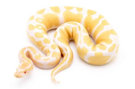 Are Albino Ball Pythons Blind?