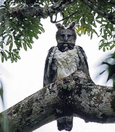 The harpy eagle is scary af. : natureismetal