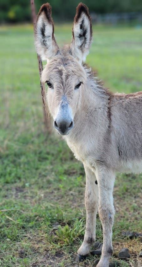 Donkeys and Mules – Sandlin Farms