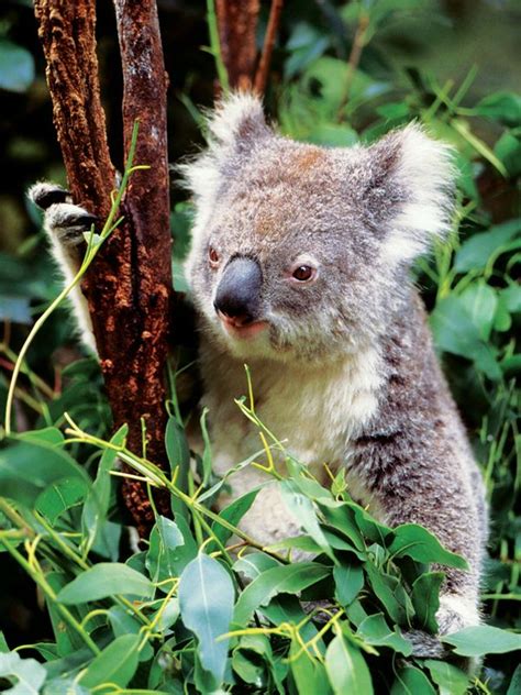 6 Unique Animals of Australia | EF Go Ahead Tours