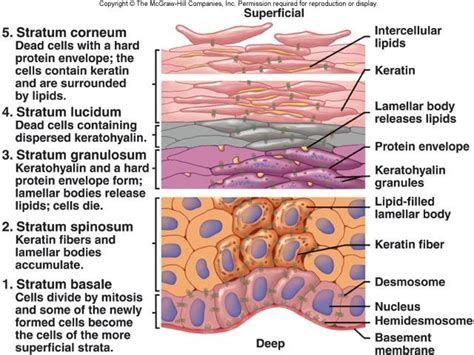 A&P 1 - Intergumentary System, Rinzel Diagram | Quizlet