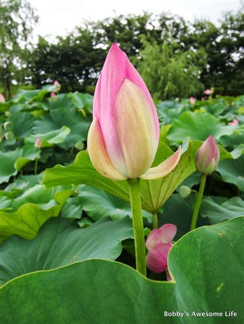 lotus buds | Lotus bud, Plants, Bud