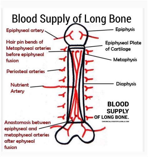 Blood Supply In Bones – Chronically Grateful Me by Deborah L. Andio