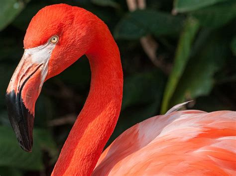 Why Are Flamingos Pink? | Britannica.com