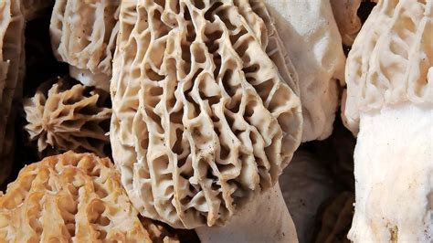 Michigan DNR: Morel mushrooms spotted in southern Michigan | WSBT