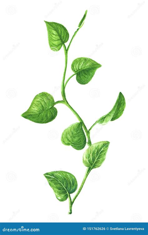 Painted Vine, Green Leaves, Watercolor Nature Isolated on White Background Stock Illustration ...