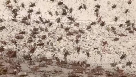 RVers' guide to surviving a Mormon cricket invasion - RV Travel