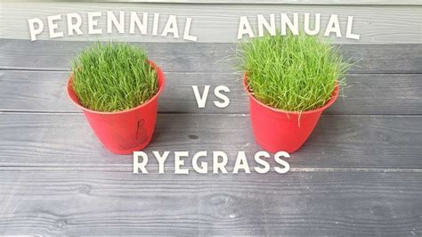 Annual Vs Perennial Ryegrass Identification: Essential Tips | LawnHelpful.com