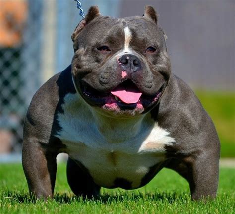 American Bully Small sizes | Bully breeds dogs, American bully, Bully dog