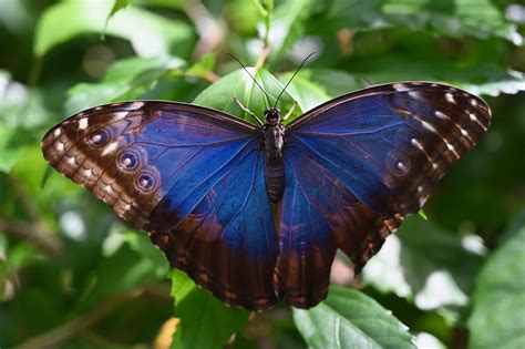 Blue Morpho Butterfly – Photos by Steve Kremer