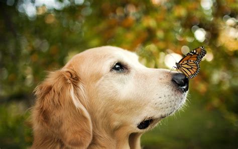 animals, Dog, Butterfly, Bokeh, Cute Wallpapers HD / Desktop and Mobile Backgrounds