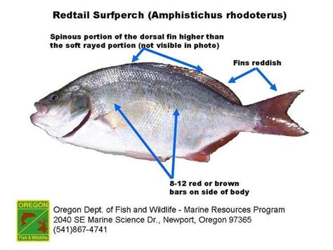 Redtail surfperch - Alchetron, The Free Social Encyclopedia