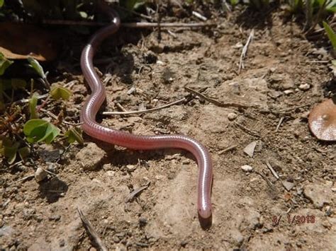 10 Facts About The Texas Blind Snake - Snake Radar