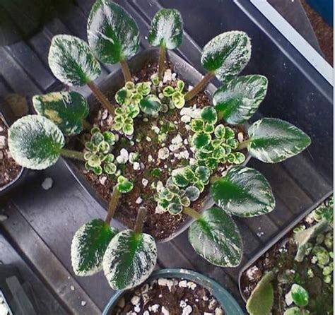 African Violet leaf propagation - how to arrange leaves in groups ...