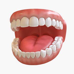 3D Teeth Models - Browse & Download Formats - TurboSquid