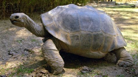 Aldabra Giant Tortoise Facts and Pictures