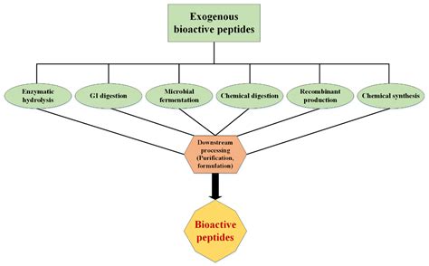 IJMS | Free Full-Text | Bioactive Peptides: Synthesis, Sources, Applications, and Proposed ...