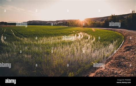 Rice fields at sunset Stock Photo - Alamy