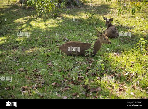 Two small Palawan deer lie in a sunlit meadow with shrubs Stock Photo - Alamy