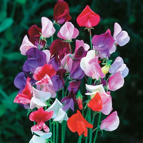 Sweet Pea 'Heirloom Mixed' seeds | Thompson & Morgan