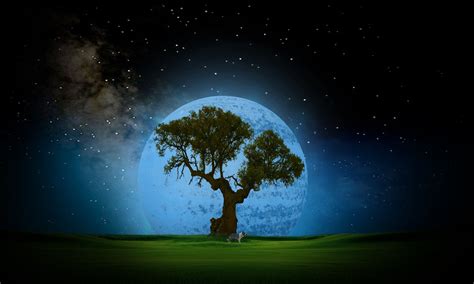 Tree Night Wallpaper Desktop Background - Night Tree Wallpaper Hd (#884862) - HD Wallpaper ...